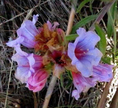 Lobostemon marlothii, photographed by Di Turner