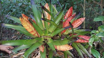 Tillandsia multicaulis, photographed by Alan Rockefeller
