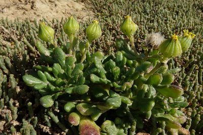 Senecio carnosulus, photographed by John Barkla