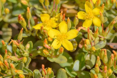 Hypericum scopulorum, photographed by Morten Ross