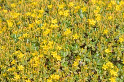 Hypericum scopulorum, photographed by Morten Ross