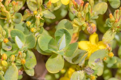 Hypericum scopulorum, photographed by Morten Ross