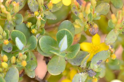 Hypericum scopulorum, photographed by Morten Ross