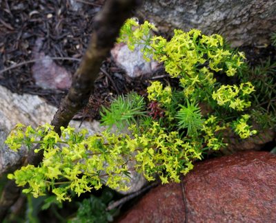 Galium capense, photographed by Di Turner