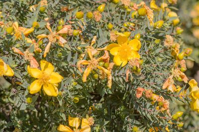 Hypericum balfourii, photographed by Morten Ross