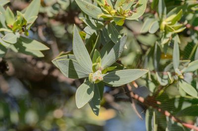 Hypericum balfourii, photographed by Morten Ross