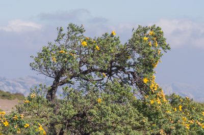 Hypericum balfourii, photographed by Morten Ross