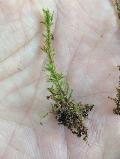 Neckera californica, photographed by Ken-ichi Ueda