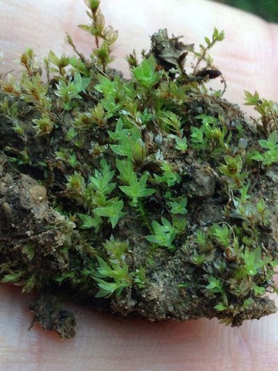 Epipterygium tozeri, photographed by Ken-ichi Ueda