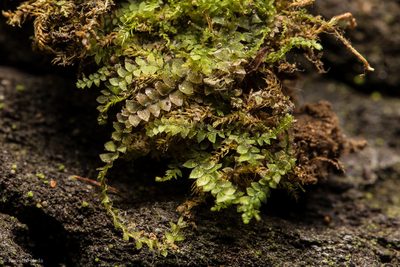 Calypogeia neogaea, photographed by Ken-ichi Ueda