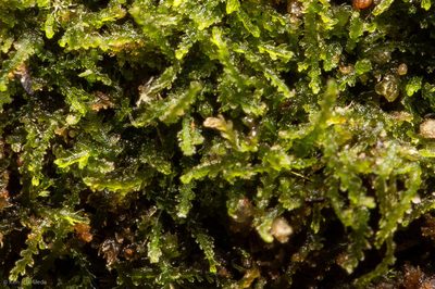 Fuscocephaloziopsis lunulifolia, photographed by Ken-ichi Ueda