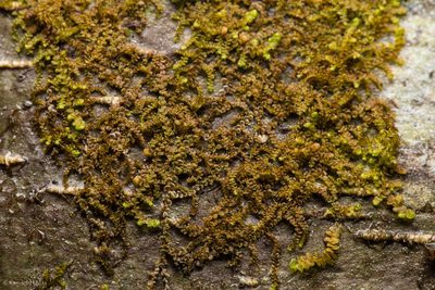 Frullania californica, photographed by Ken-ichi Ueda