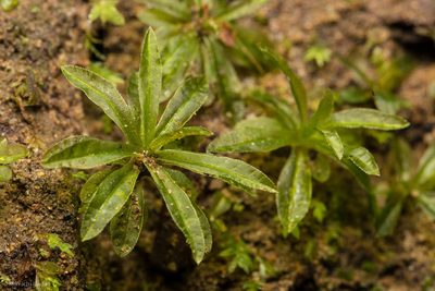 Atrichum selwynii, photographed by Ken-ichi Ueda