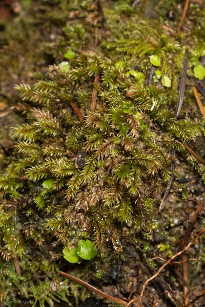 Pohlia longibracteata, photographed by Ken-ichi Ueda