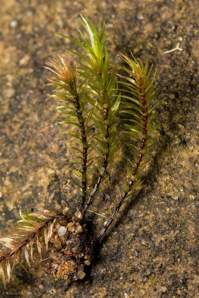 Pohlia longibracteata, photographed by Ken-ichi Ueda