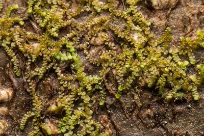 Frullania californica, photographed by Ken-ichi Ueda