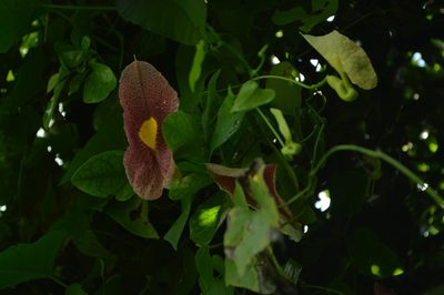 Aristolochia odoratissima, photographed by Danna Lizeth Guevara Prieto