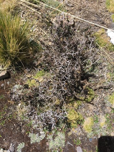 Senecio spinosus, photographed by Dan MacNeal