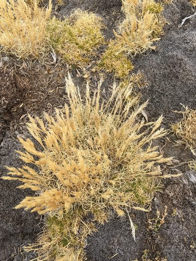 Cinnagrostis vicunarum, photographed by Dan MacNeal