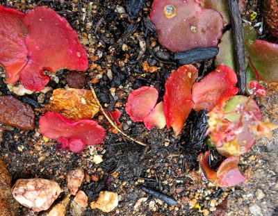 Crassula saxifraga, photographed by Di Turner