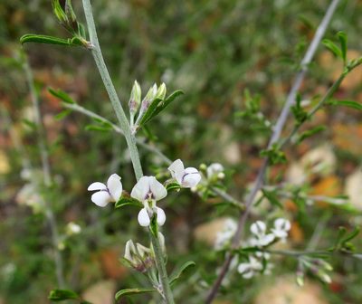 Psoralea candicans, photographed by Di Turner