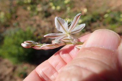 Chlorophytum graminifolium, photographed by Peter Warren