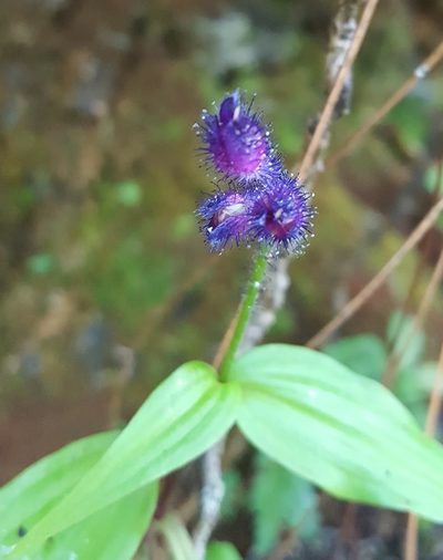 Tinantia violacea, photographed by Eugenio Padilla