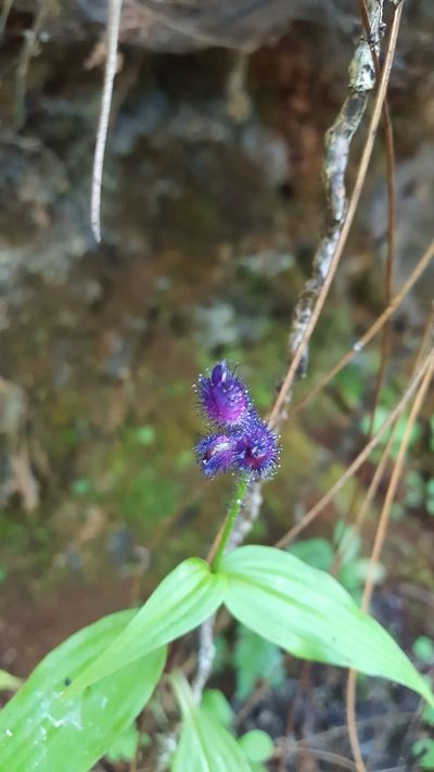 Tinantia violacea, photographed by Eugenio Padilla