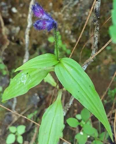 Tinantia violacea, photographed by Eugenio Padilla