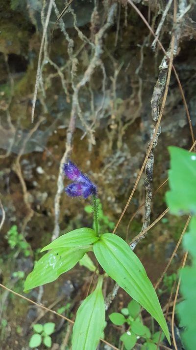 Tinantia violacea, photographed by Eugenio Padilla