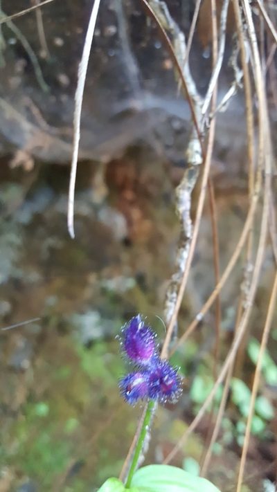 Tinantia violacea, photographed by Eugenio Padilla