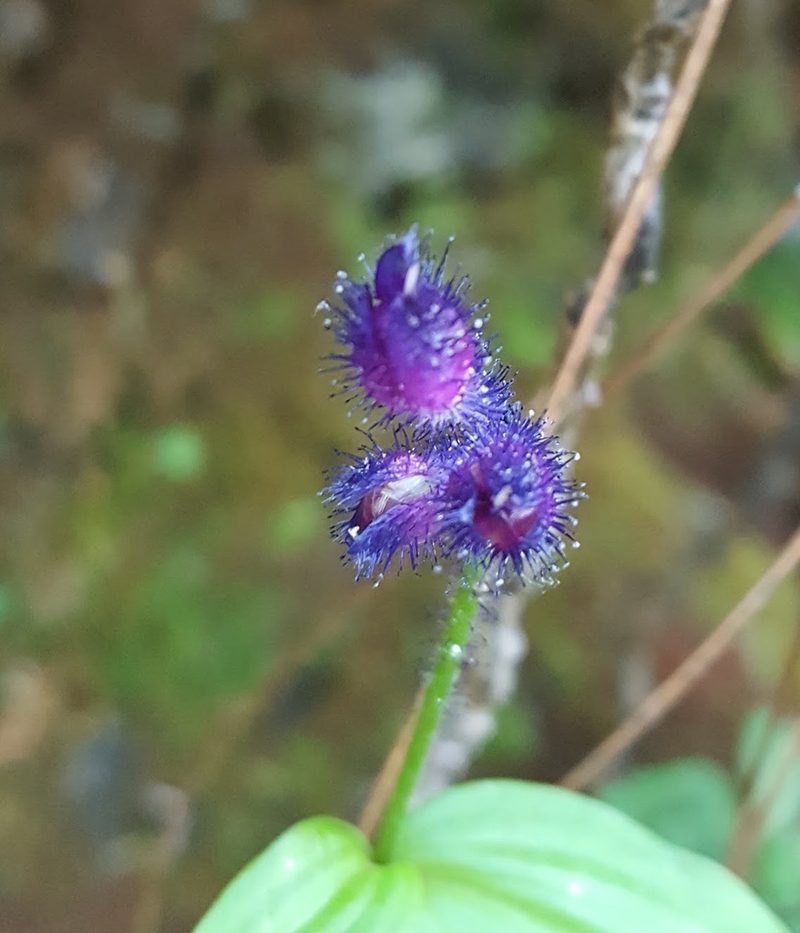 Tinantia violacea, photographed by Eugenio Padilla