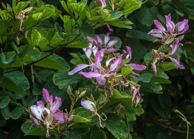 Bauhinia purpurea, photographed by portioid