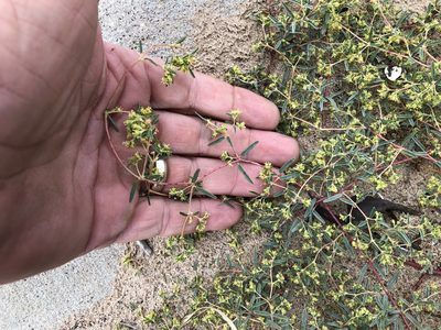 Euphorbia parryi, photographed by CK2AZ