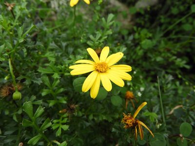 Chrysactinia truncata, photographed by Leticia Jiménez Hernández