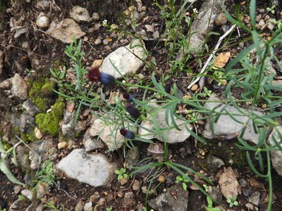 Porophyllum linaria, photographed by Leticia Jiménez Hernández