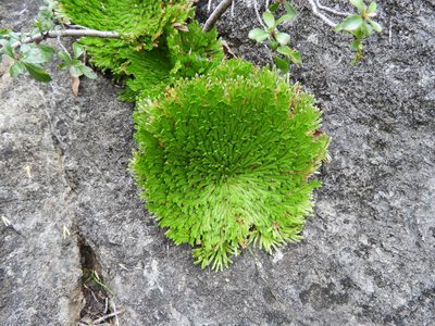 Selaginella pilifera, photographed by Leticia Jiménez Hernández