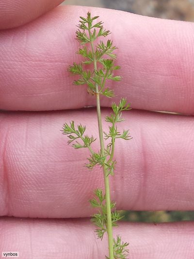 Chamarea capensis, photographed by Chris Vynbos