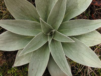 Pleurophyllum hookeri, photographed by John Barkla