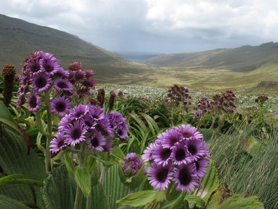 Pleurophyllum speciosum, photographed by John Barkla