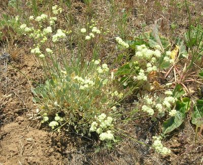 Eriogonum strictum, photographed by John Brew