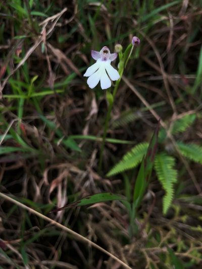 Cynorkis fastigiata, photographed by desertnaturalist