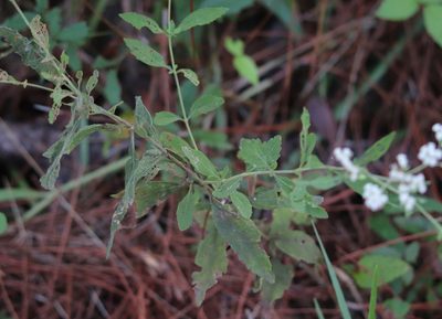 Eupatorium semiserratum, photographed by Lauren McLaurin