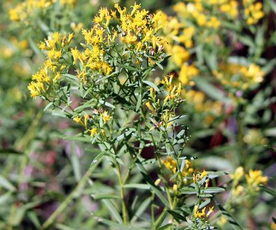 Euthamia scabra, photographed by Lauren McLaurin