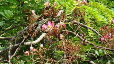 Cassia javanica, photographed by Alexis López Hernández