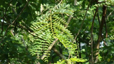 Cassia javanica, photographed by Alexis López Hernández