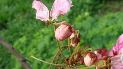 Cassia javanica, photographed by Alexis López Hernández