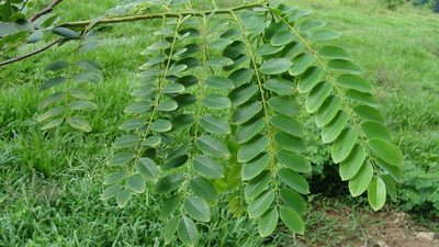 Cassia javanica, photographed by Alexis López Hernández