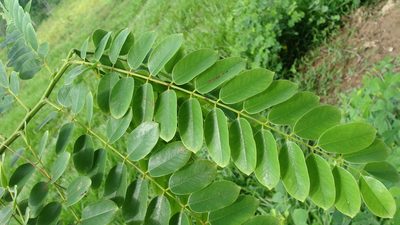 Cassia javanica, photographed by Alexis López Hernández