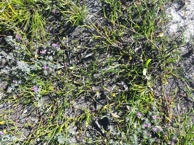 Lebeckia wrightii, photographed by Chris Vynbos